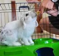 sweet white lionhead rabbit friend