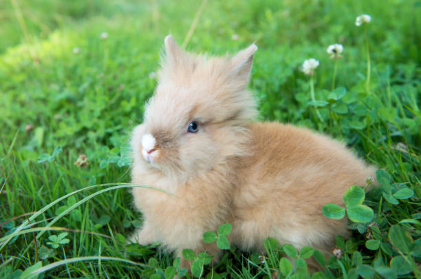 baby lionhead buny