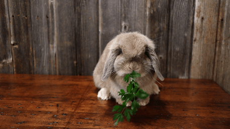 Lionhead pet eating greens