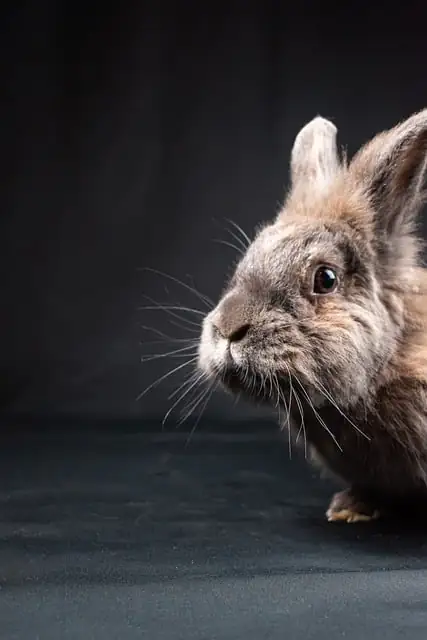 Gary Lionhead Rabbit