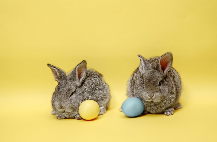 two bunnies