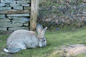 A Flemish giant rabbit outdoor walk on green grass the color of rabbit is gray